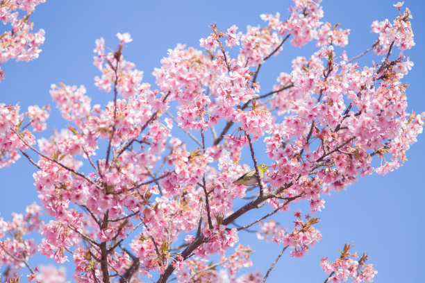 樱花图片下载