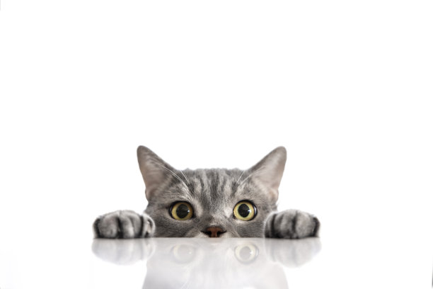 大理石厨房桌上的英国短毛猫图片下载