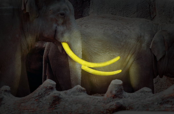 在黑暗中发光的大象的金色象牙图片下载