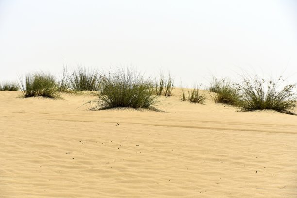 迪拜Al Qudra湖沙漠风光（阿拉伯联合酋长国）图片下载