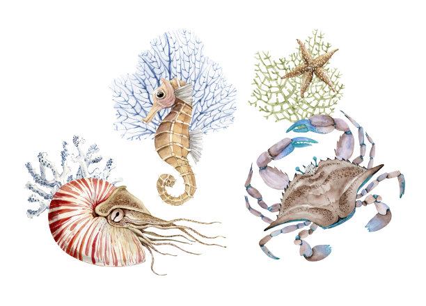 一套水彩插图在海洋风格孤立的白色背景。手绘海洋生物蟹，珊瑚和贝类图片下载