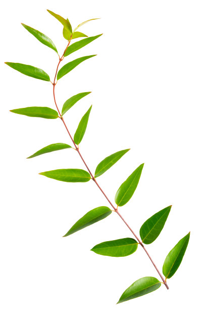 白色背景上孤立的绿叶嫩枝，可作婚礼请柬、贺卡、博客、海报图片下载