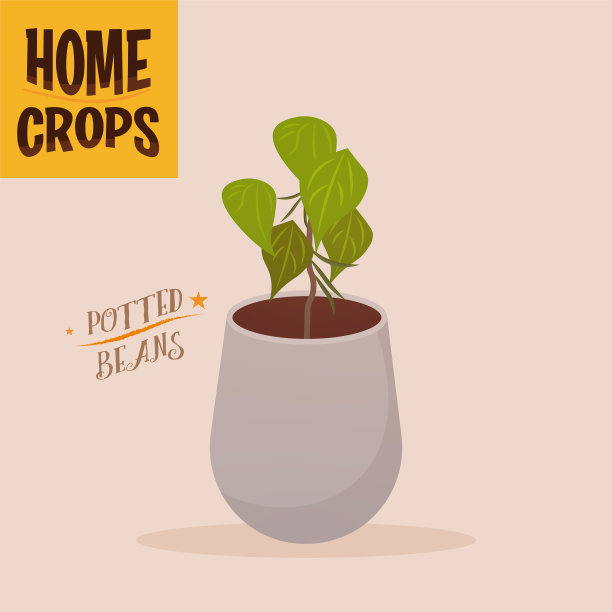 家栽玉米，花盆白图片下载