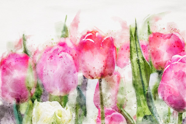 粉红色郁金香盛开的特写，水彩艺术形象为春假设计图片下载