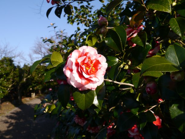 日本山茶图片下载