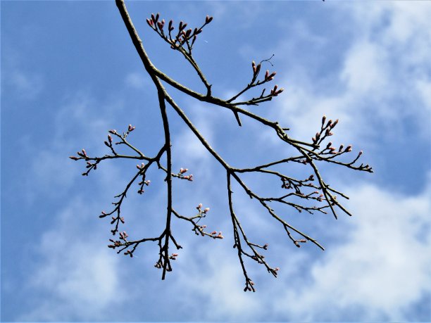 日本。3月。春天。图片下载