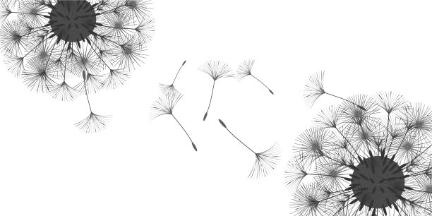 蒲公英的背景图片下载