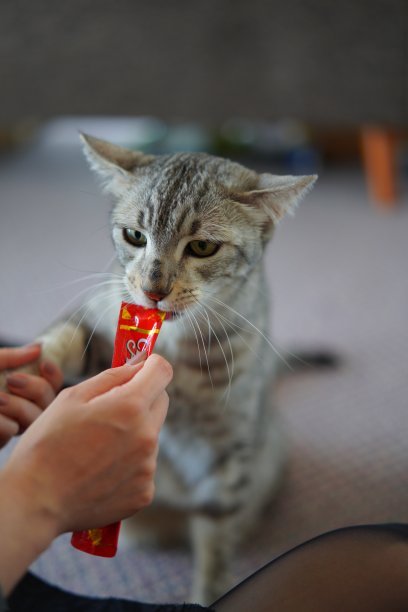 一只猫在吃女孩的零食图片下载