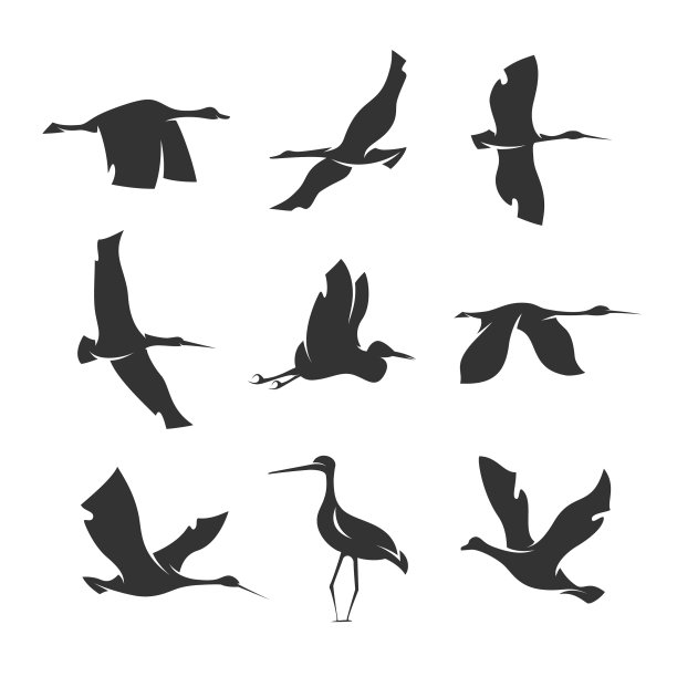 设置鸟类的剪影在一个白色的运动图片下载