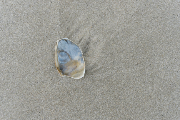 沙子里空空破碎的贝壳图片下载