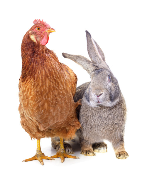 棕色的鸡和灰色的兔子。图片下载