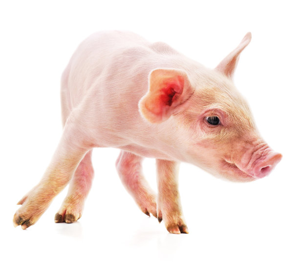 一只粉红色的小猪。图片下载