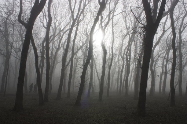 森林里的早晨。图片下载