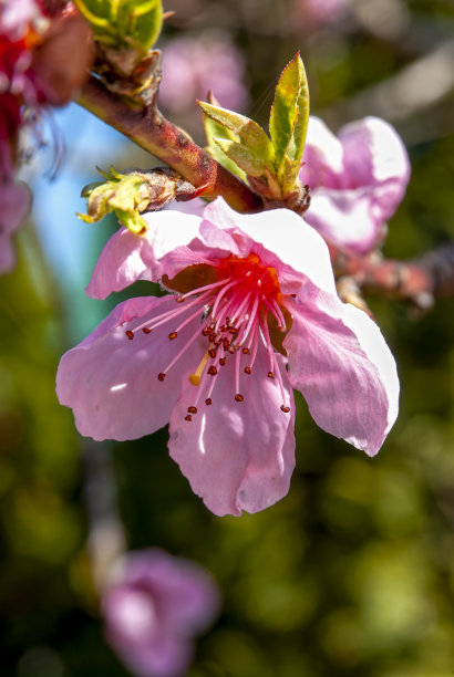 美丽的桃花。图片下载