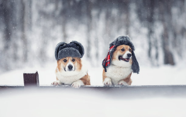 两只相似的柯基狗戴着温暖的帽子在一个冬天的公园里的雪下图片下载