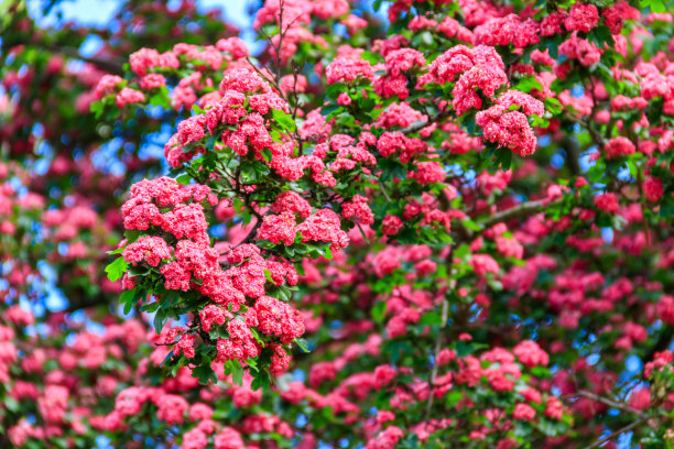 美丽的粉红色山楂花在春天图片下载