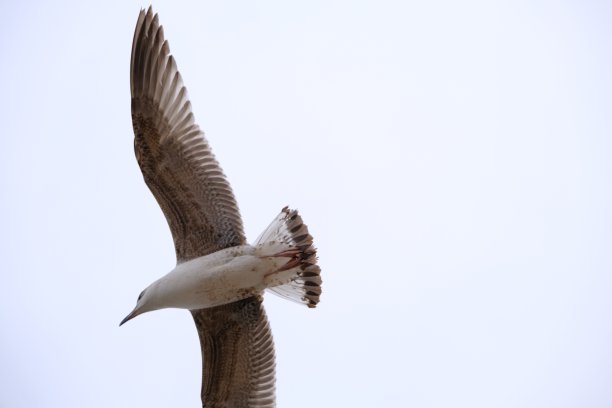 一只只又大又大的海鸥在天空中自由飞翔图片下载