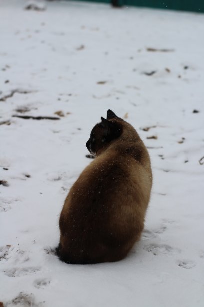 暹罗泰国猫坐在雪堆里。背面的毛绒绒的小猫与雪花的毛皮图片下载