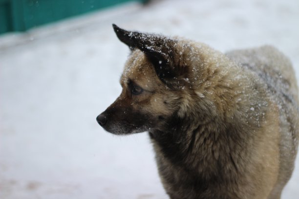 毛茸茸的狗在下雪的冬天美丽的下雪图片下载
