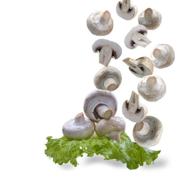 蘑菇整片落在绿色沙拉的叶子上，白色的绝缘背景图片下载