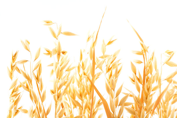 金黄成熟的燕麦植株穗在白色的背景上，与背景隔绝。有选择性的重点图片下载