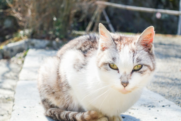 一张在日本拍的非常可爱的猫的照片图片下载