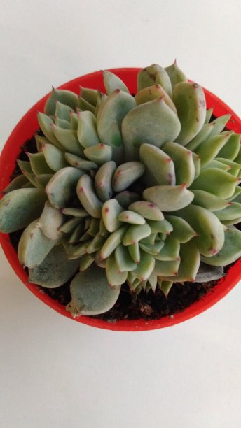 家养的活肉质植物图片下载