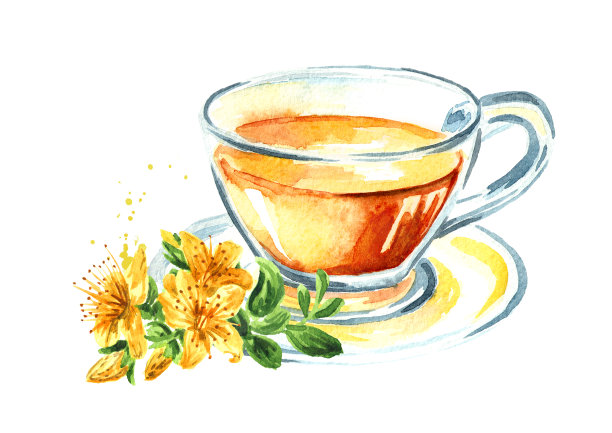 一杯草本茶，用一束新鲜的圣约翰草或贯叶连翘植物。水彩手绘插图，孤立的白色背景图片下载