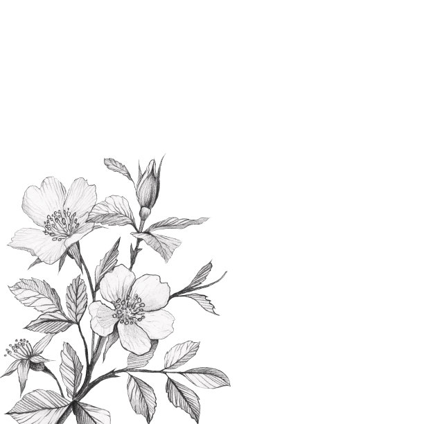 优雅的边界与苹果花，芽和叶。图片下载