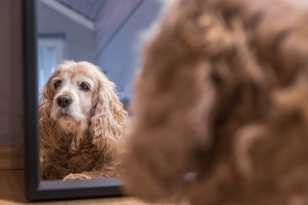 狗躺在镜子前图片下载