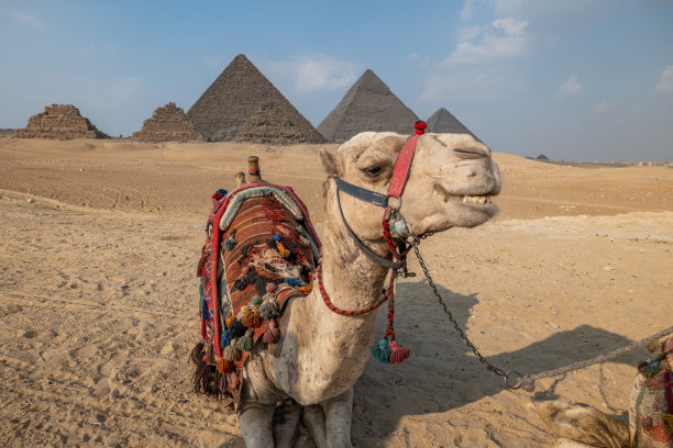 躺在吉萨金字塔前的骆驼图片下载