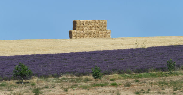 一堆干草图片下载