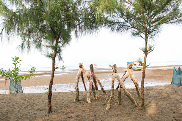 松树与美丽的海滩股票照片图片下载