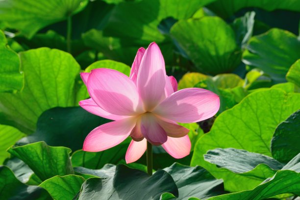 日本粉色荷花的特写图片下载