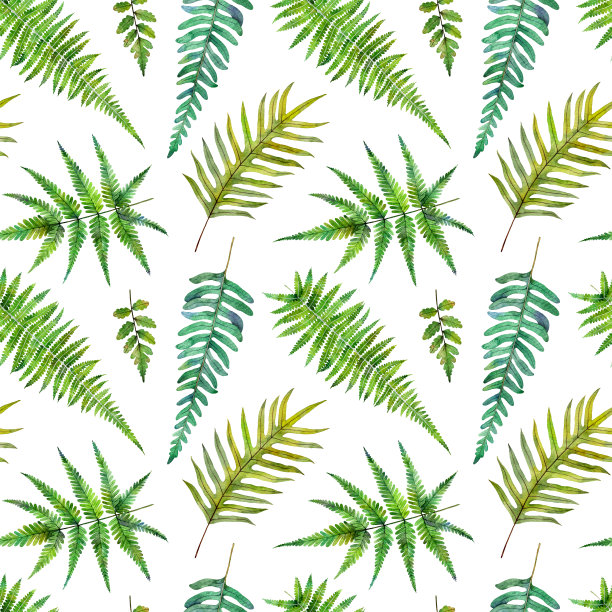 水彩无缝图案，绿叶蕨。手绘花卉插图在白色的背景。图片下载