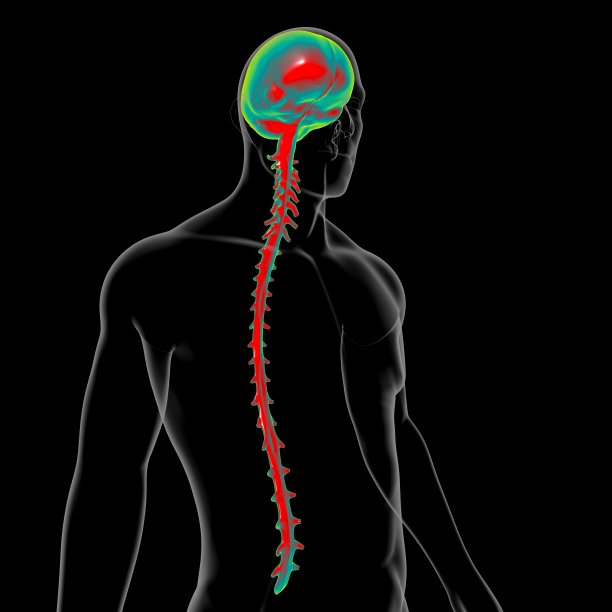 硬脑膜解剖医学概念3D图片下载