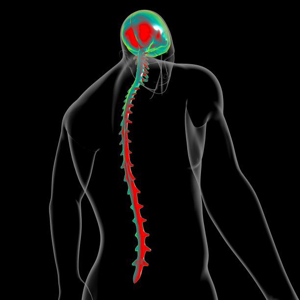 硬脑膜解剖医学概念3D图片下载