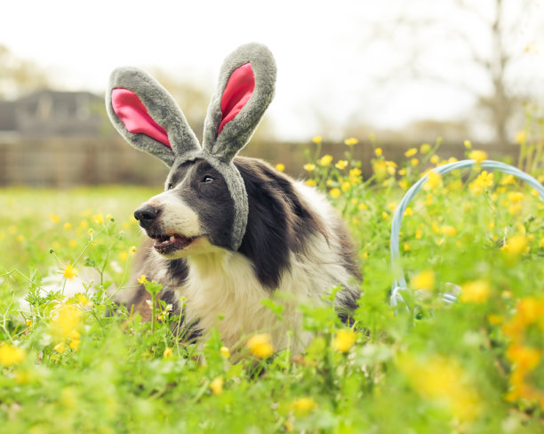 纯种边境牧羊犬，穿着复活节的节日兔子或兔子耳朵的服装，躺在外面的野花中喘气。图片下载