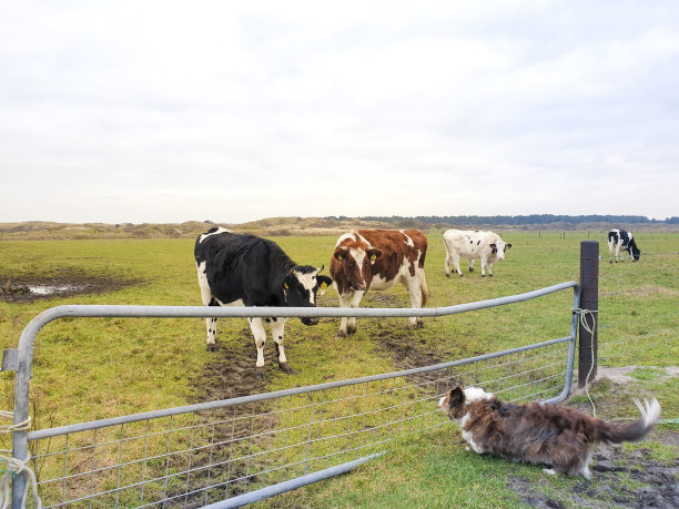 柯基狗遇见了奶牛图片下载