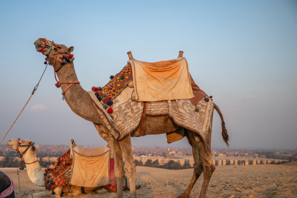 日落时分沙漠中的骆驼，远处是吉萨城图片下载
