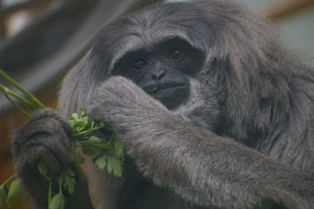 猴子正在吃树叶库存照片库存图片库存图片图片下载