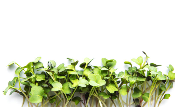 白色背景上的微型绿色。健康新鲜有机食品，餐厅服务理念。俯视图，复制空间图片下载