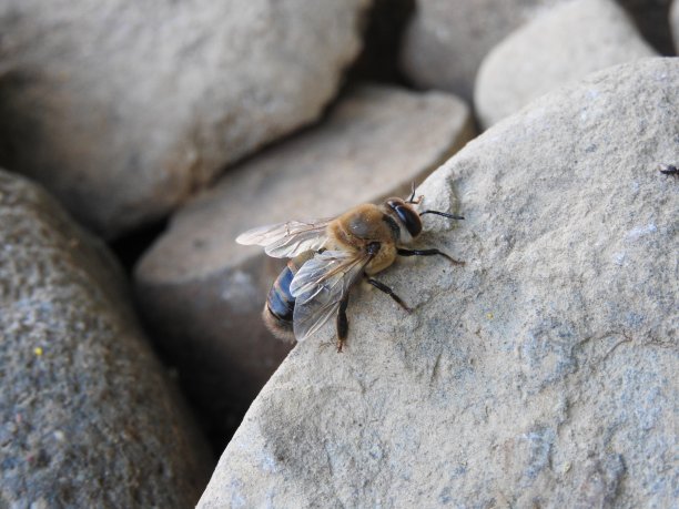无人机的蜜蜂图片下载