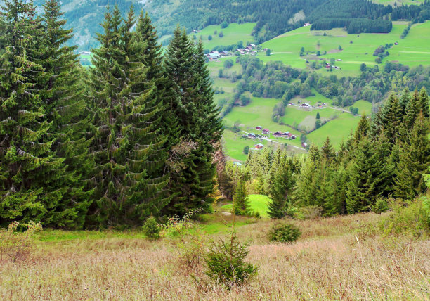 山上的树图片下载