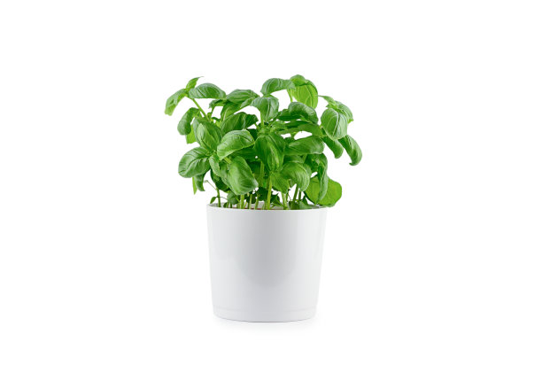 在白色的背景上放置新鲜的绿色罗勒。图片下载