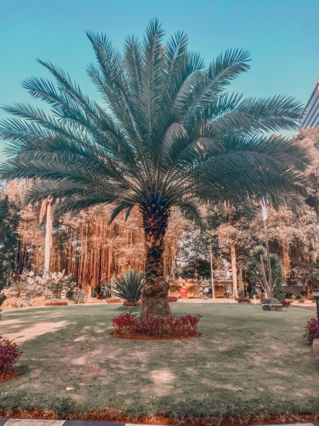 热带棕榈树图片下载