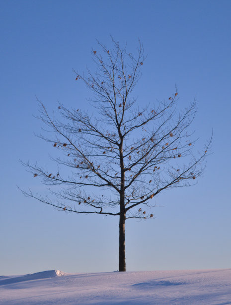 孤独的树在一个冬天阳光明媚的日子图片下载