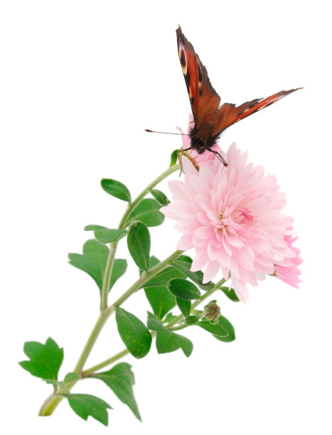 Ð菊花和帝王蝶。图片下载