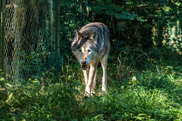 欧洲灰狼，犬科狼疮在一个德国公园图片下载