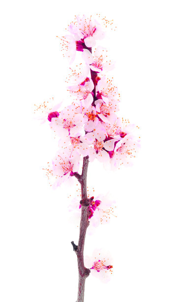 杏花枝。图片下载